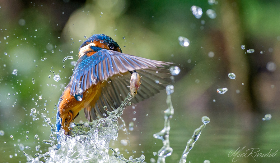 Amazing kingfisher images 7