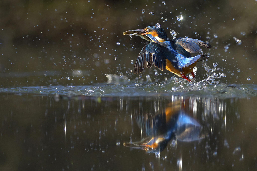 Amazing kingfisher images 9