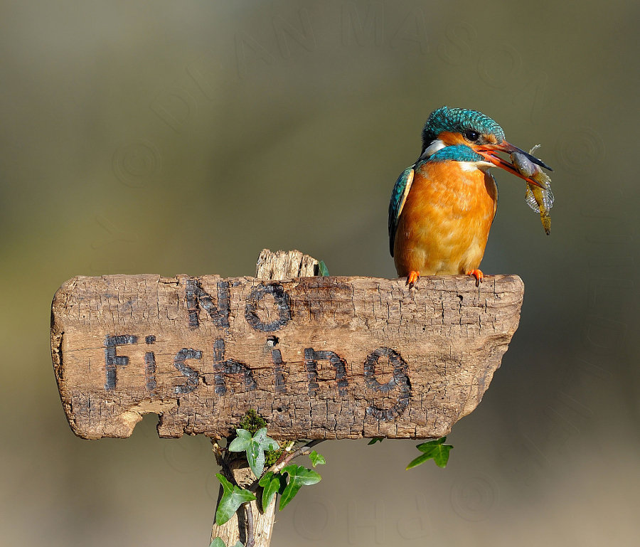 Amazing kingfisher images