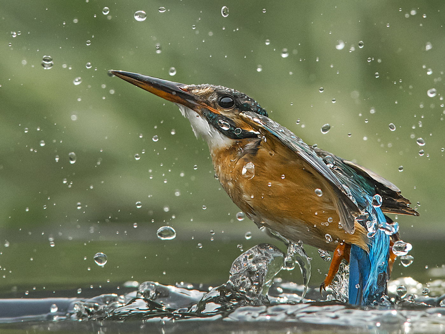 Amazing kingfisher images14