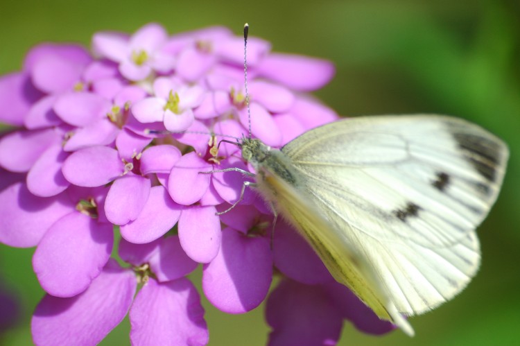 Cabbage white butterfly inspires