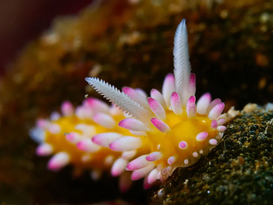 Cadlinella Ornatissima