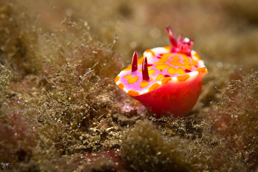 Ceratosoma Amoena