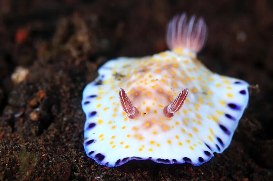 Chromodoris Alius