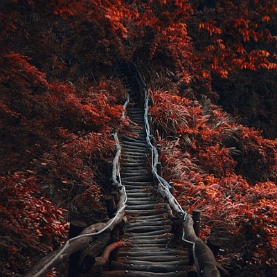 Dark Path by Hanson Mao