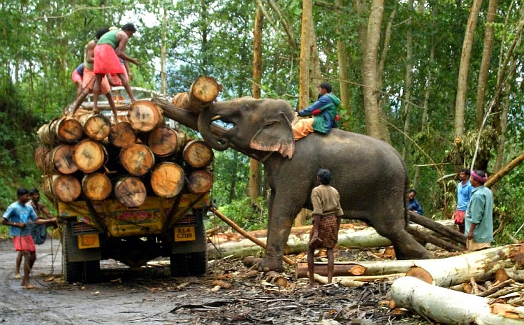 Elephant Logging