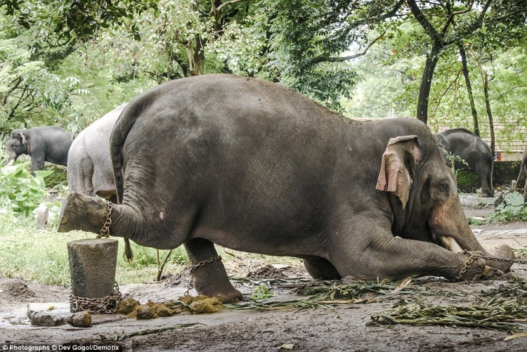 Elephant torture in India