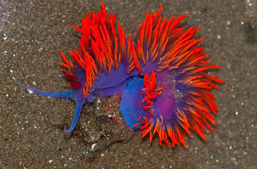 Flabellina Iodinea