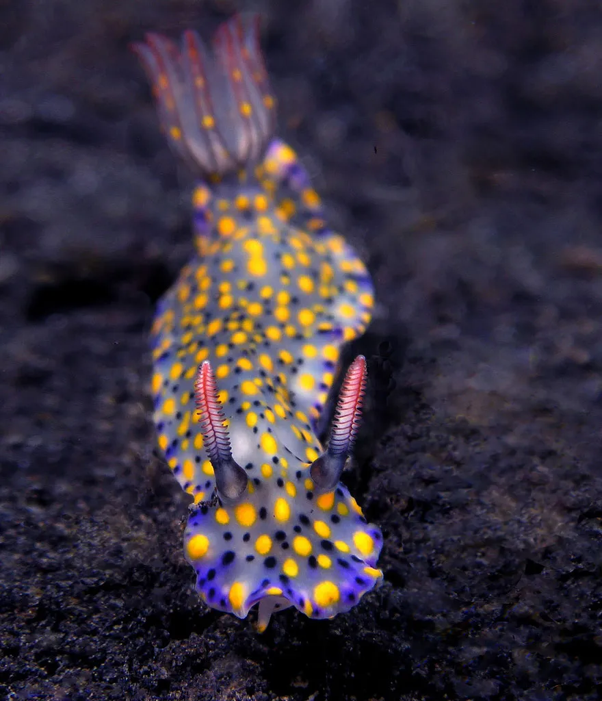 Hypselodoris Kanga