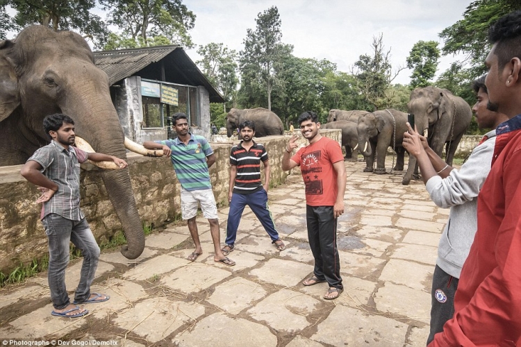 Indian elephants who are tortured, wounded, even blinded for money   2