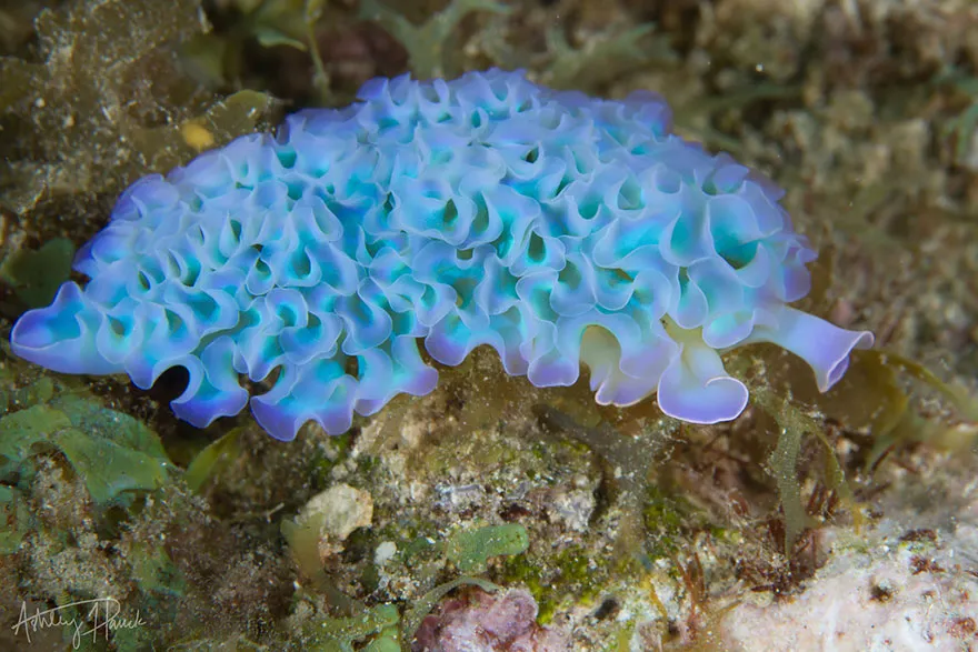 Lettuce Sea Slug (Elysia Crispata)