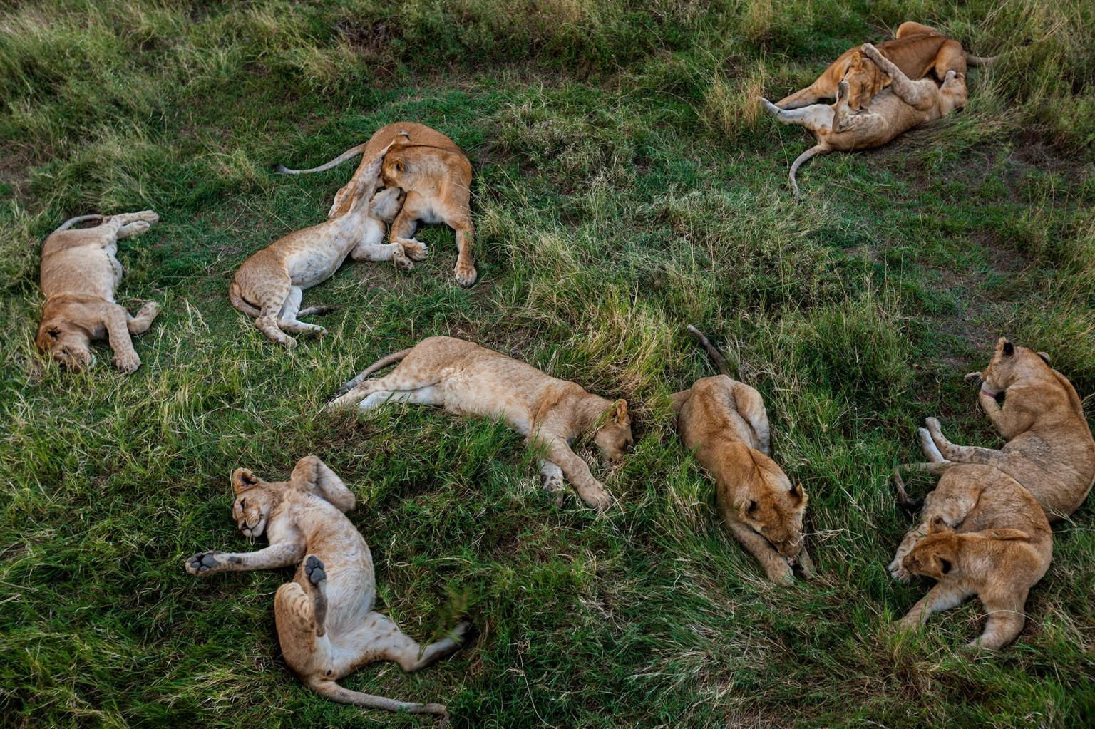 Lion cubs rest near a watering hole in Tanzania’s Serengeti National Park.