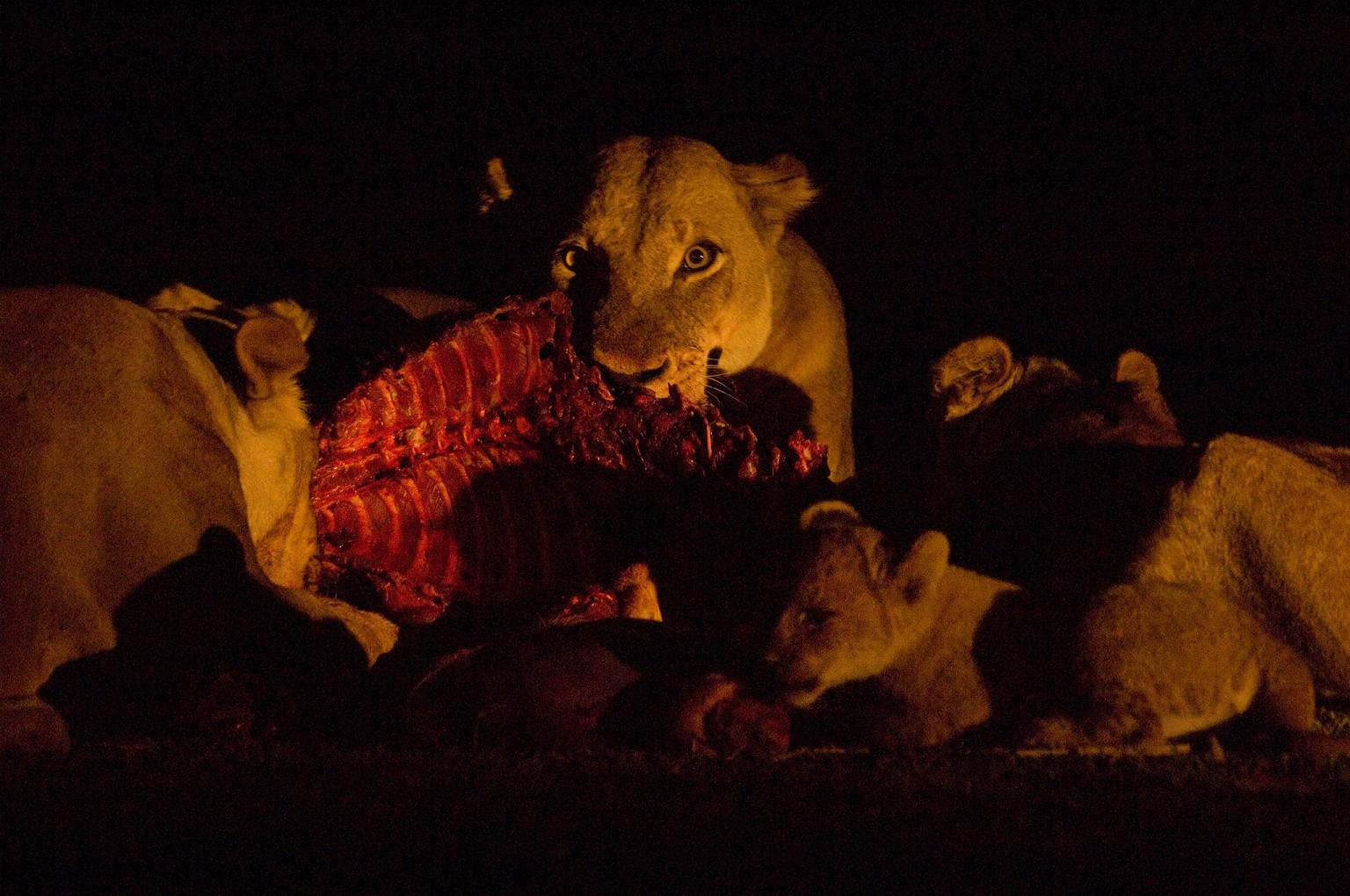 Lionesses and cubs feed in Zambia’s Luangwa Valley.