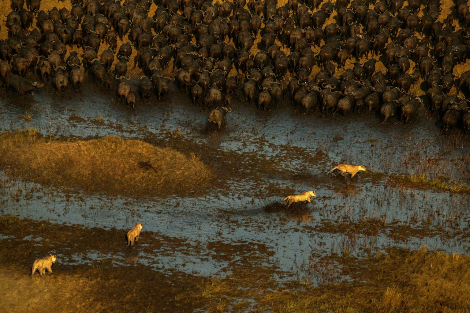 Lions hunt buffalo in the wetlands of Duba Plains Camp in Botswana’s Okavango Delta