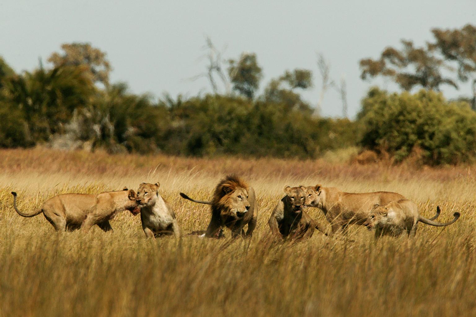 Lions play in the Okavango Delta