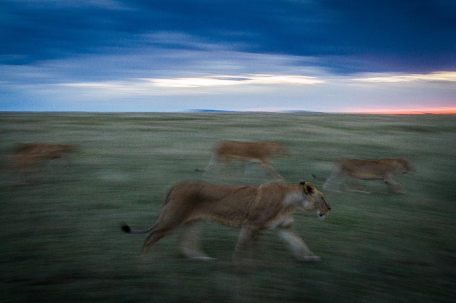 Lions search for prey in Serengeti National Park