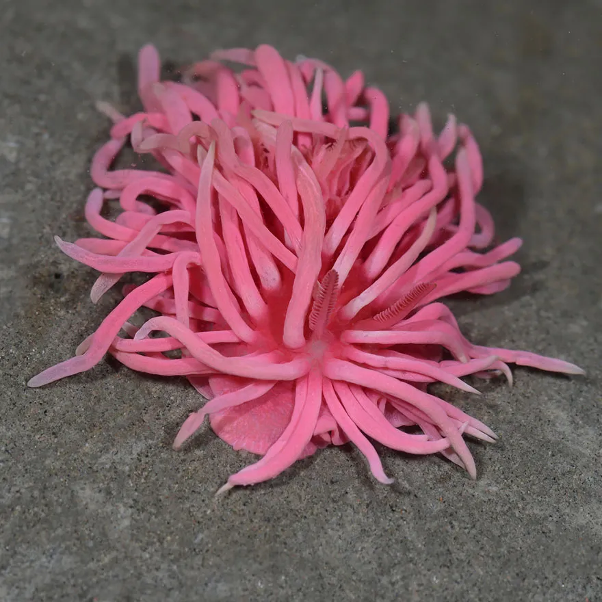 Okenia Hopkinsia Rosacea