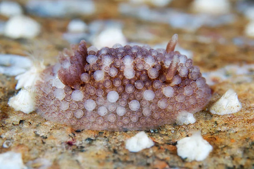 Onchidoris Bilamellata