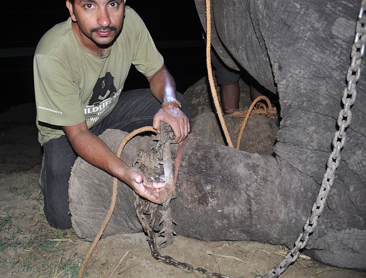 Raju the elephant with Wildlife SOS head vet Dr. Yaduraj Khadpekar as he is freeing him.