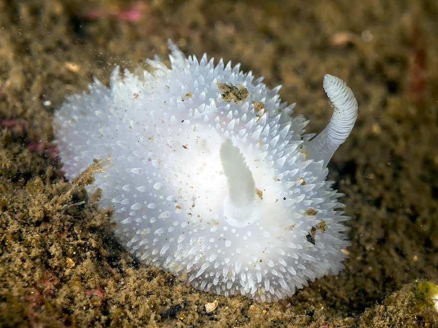 Sea Bunny (Acanthodoris Pilosa)