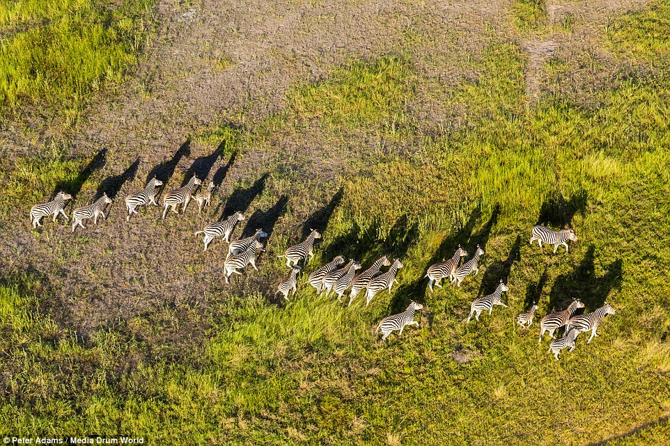 aerial images of Okavango Delta wildlife by Peter Adams 10