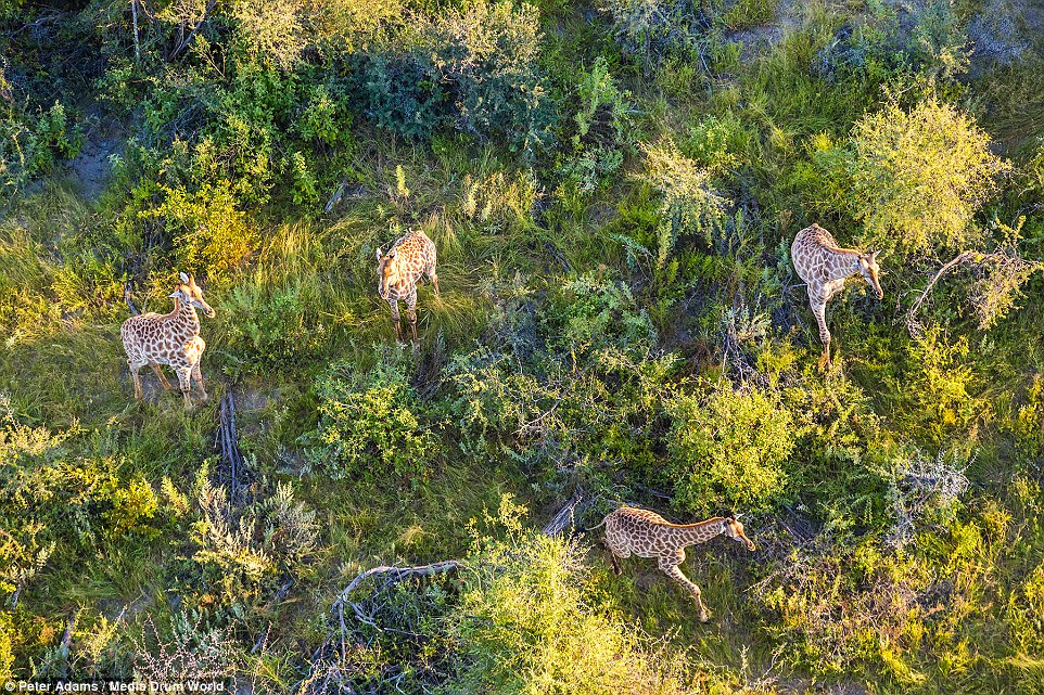 aerial images of Okavango Delta wildlife by Peter Adams 11
