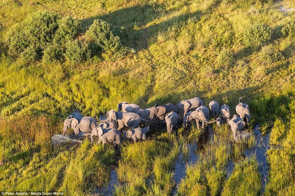 aerial images of Okavango Delta wildlife by Peter Adams 12