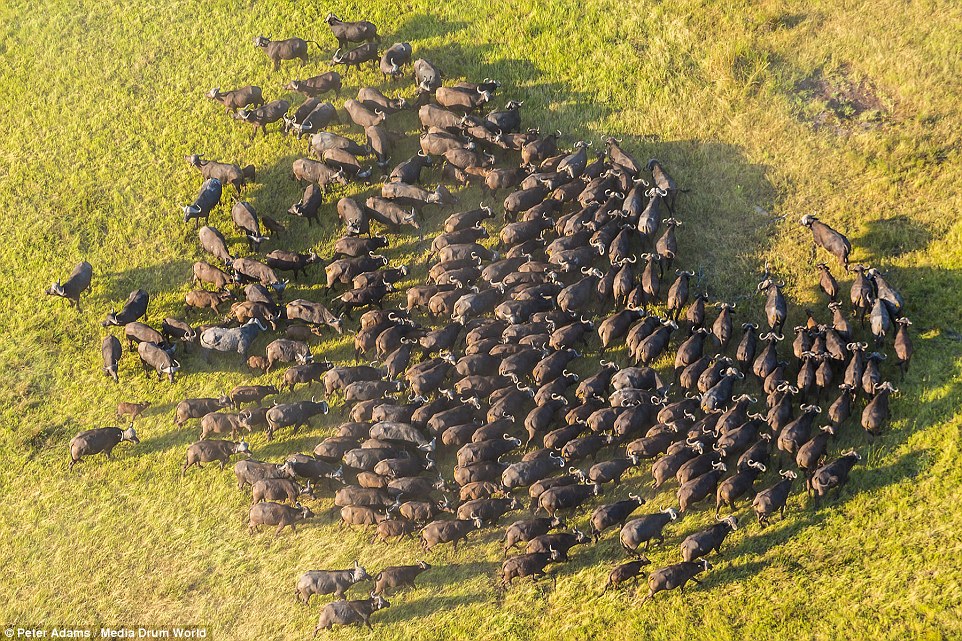 aerial images of Okavango Delta wildlife by Peter Adams 13