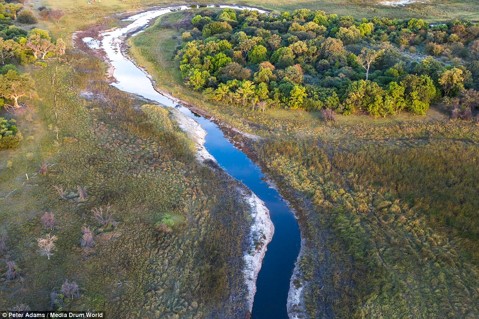 aerial images of Okavango Delta wildlife by Peter Adams 14