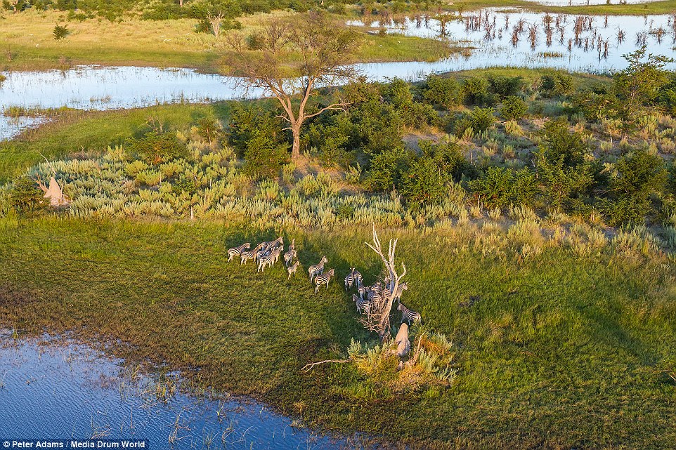 aerial images of Okavango Delta wildlife by Peter Adams 15