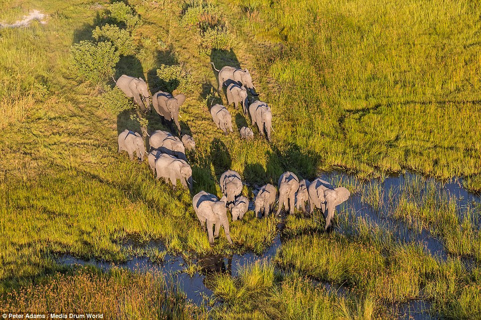 aerial images of Okavango Delta wildlife by Peter Adams 2