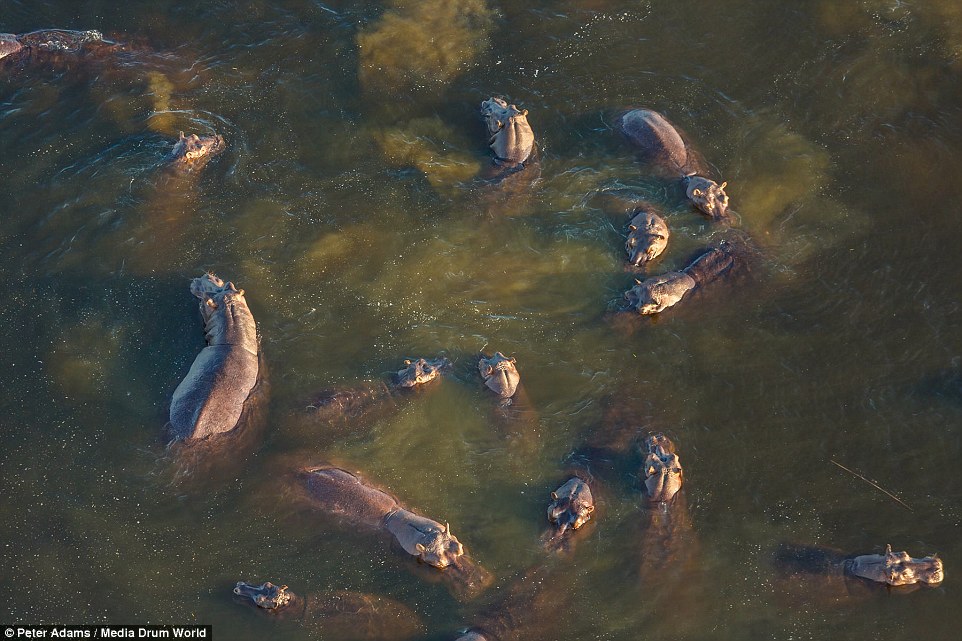 aerial images of Okavango Delta wildlife by Peter Adams 3