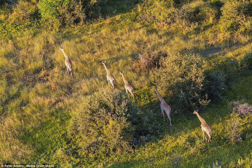 aerial images of Okavango Delta wildlife by Peter Adams 4