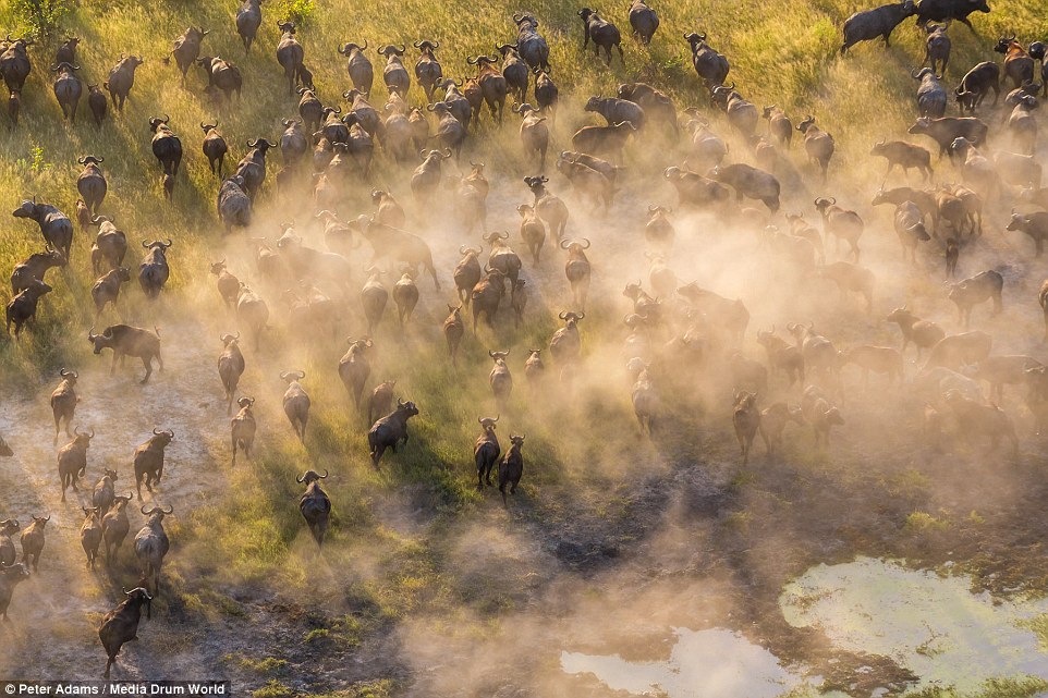 aerial images of Okavango Delta wildlife by Peter Adams 5