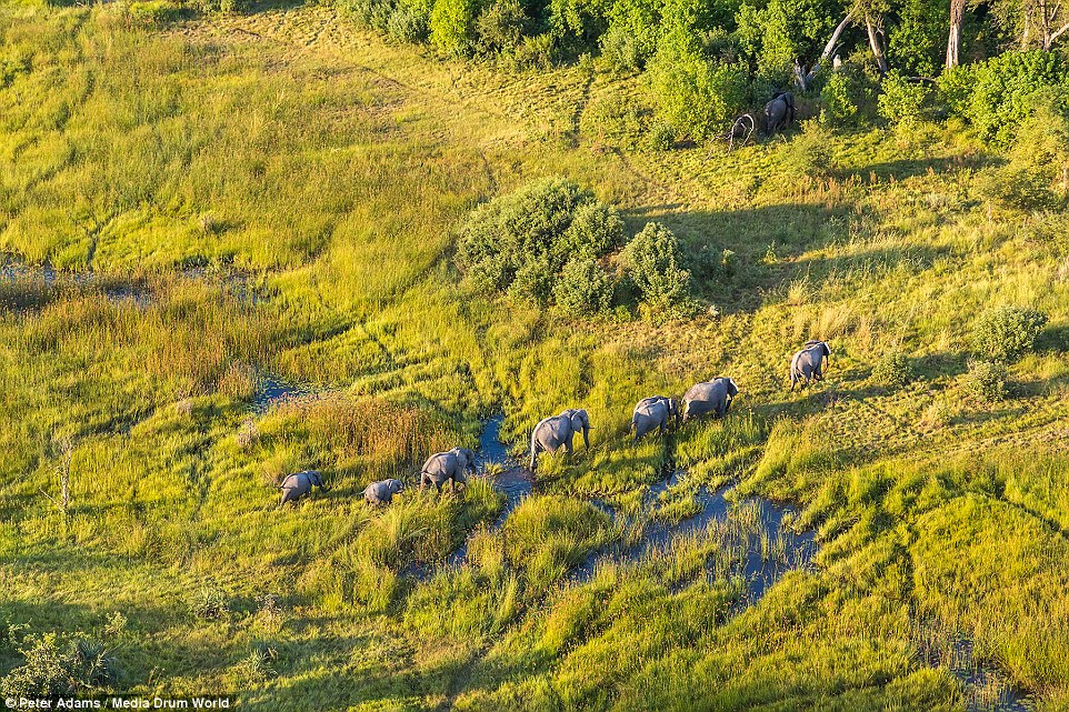 aerial images of Okavango Delta wildlife by Peter Adams 6