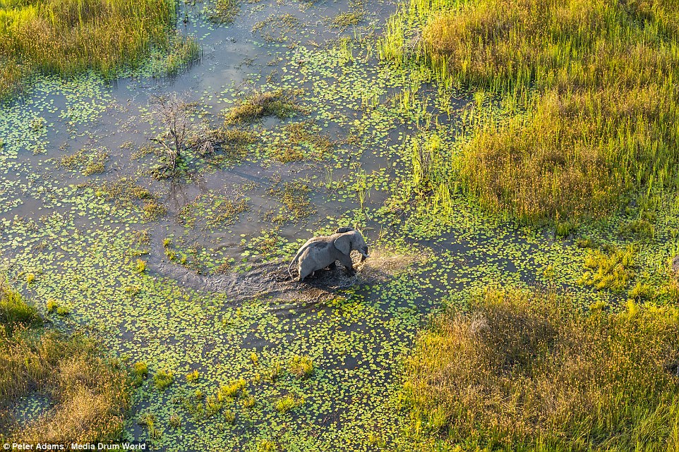 aerial images of Okavango Delta wildlife by Peter Adams 7