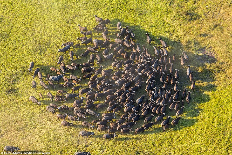 aerial images of Okavango Delta wildlife by Peter Adams 8