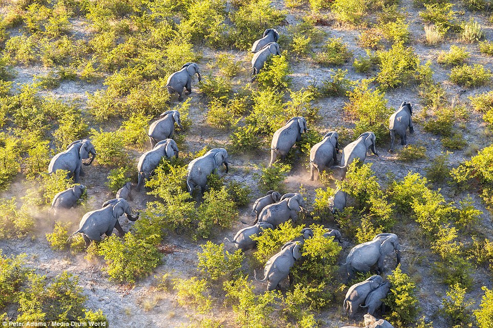 aerial images of Okavango Delta wildlife by Peter Adams 9