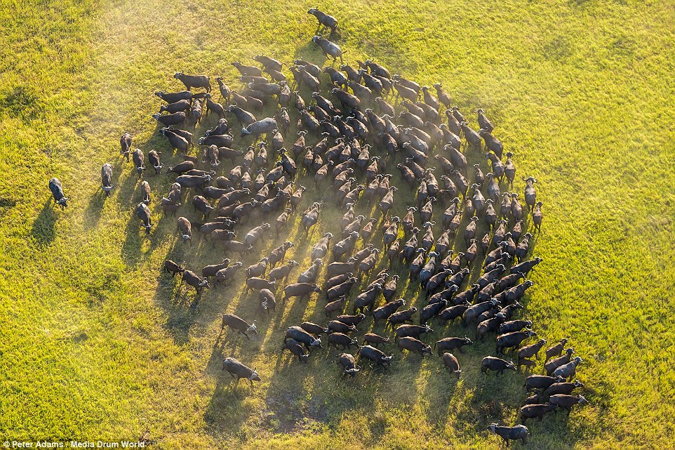 aerial images of Okavango Delta wildlife by Peter Adams
