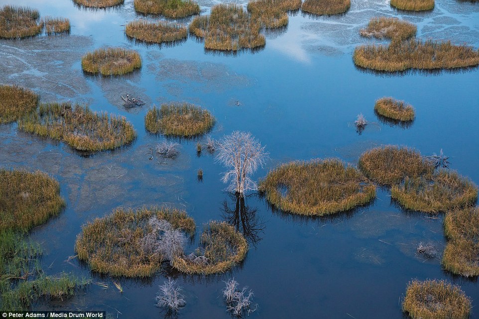 aerial images of Okavango Delta wildlife by Peter Adams16
