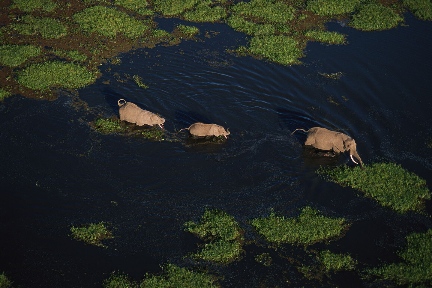 A network of elephant trails bisects the green grasses of Lake Amboseli