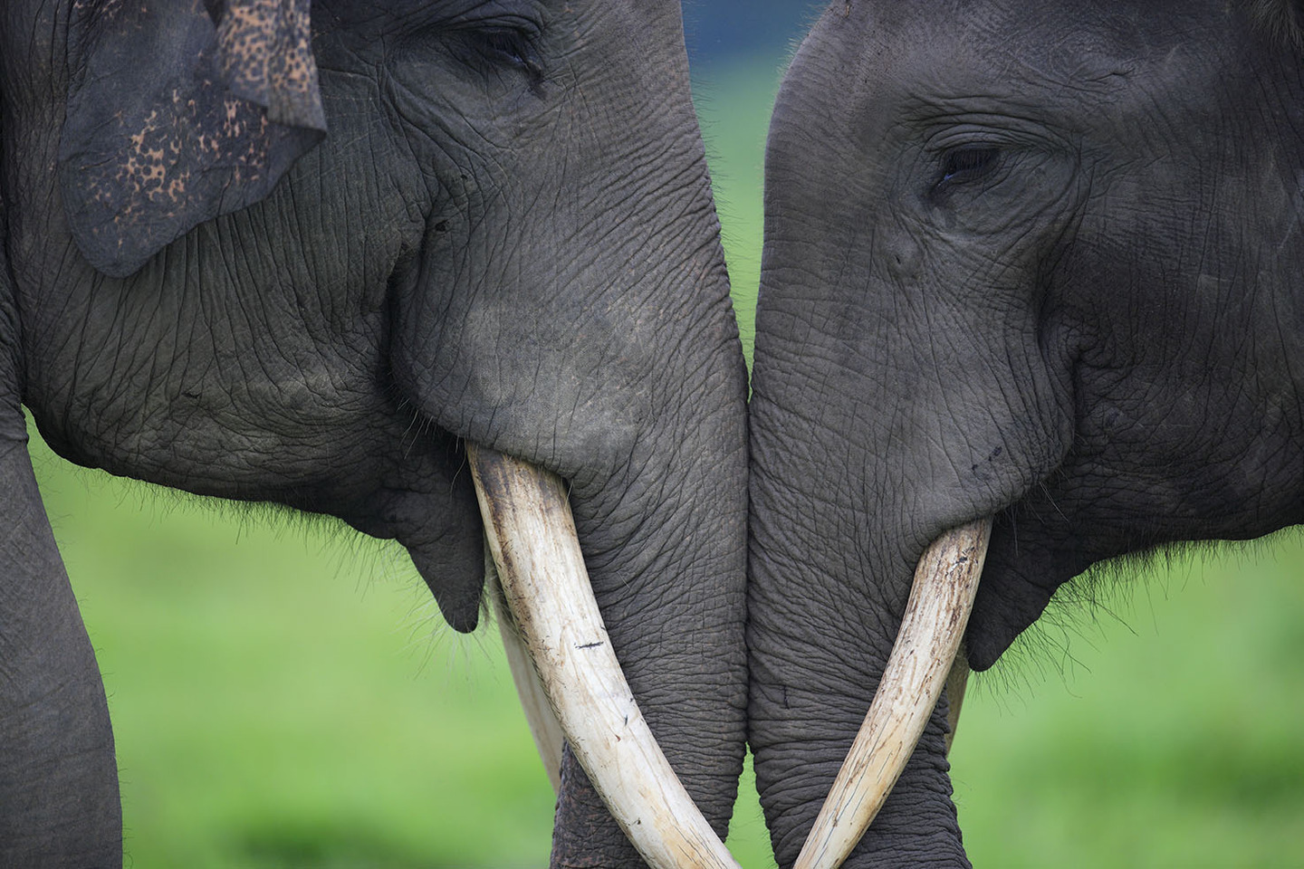 Asian Elephant (Elephas maximus) pair playing, Way Kambas National Park, Sumatra, Indonesia