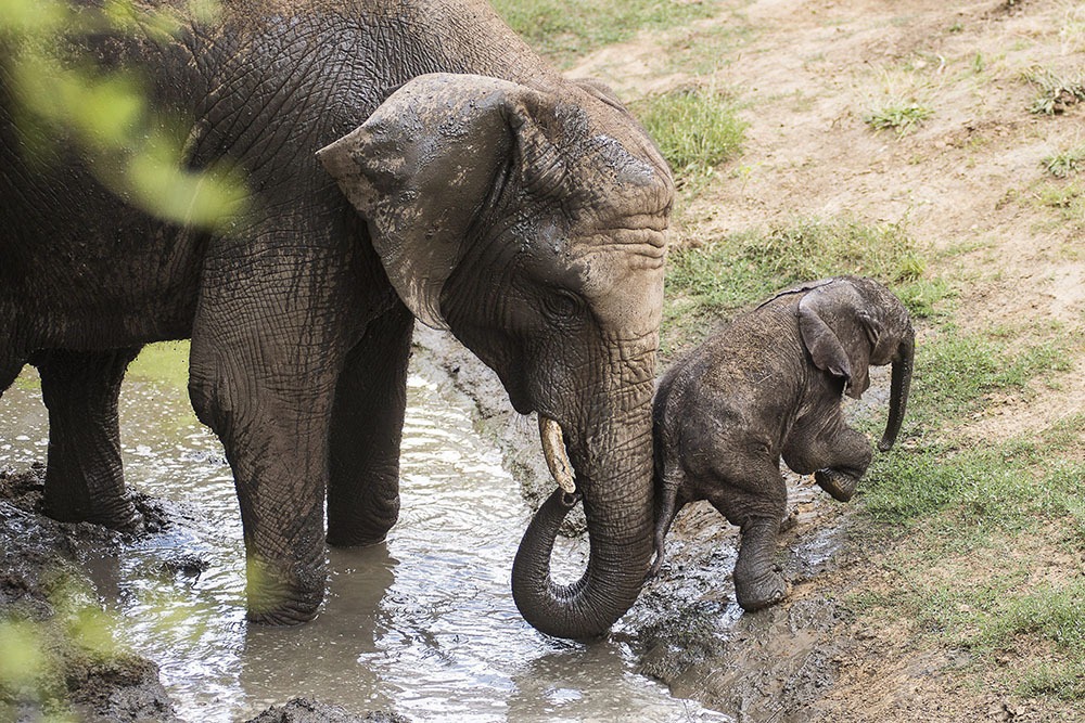 best elephants photographs  13