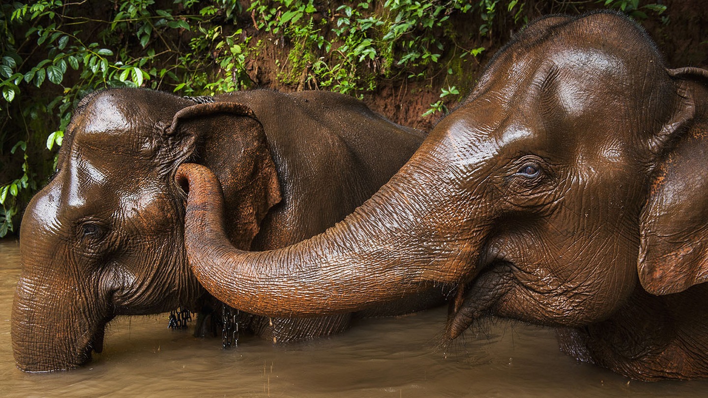 best elephants photographs  14