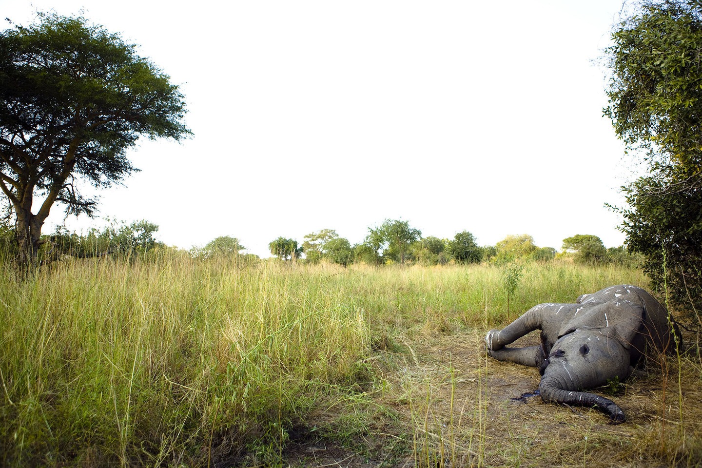 best elephants photographs  15