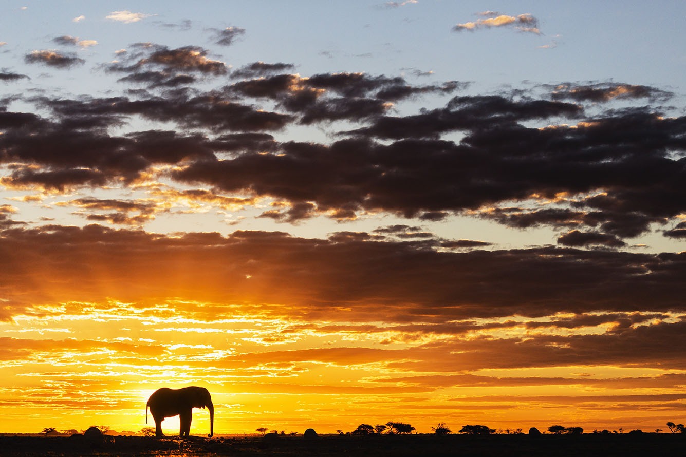 best elephants photographs  17