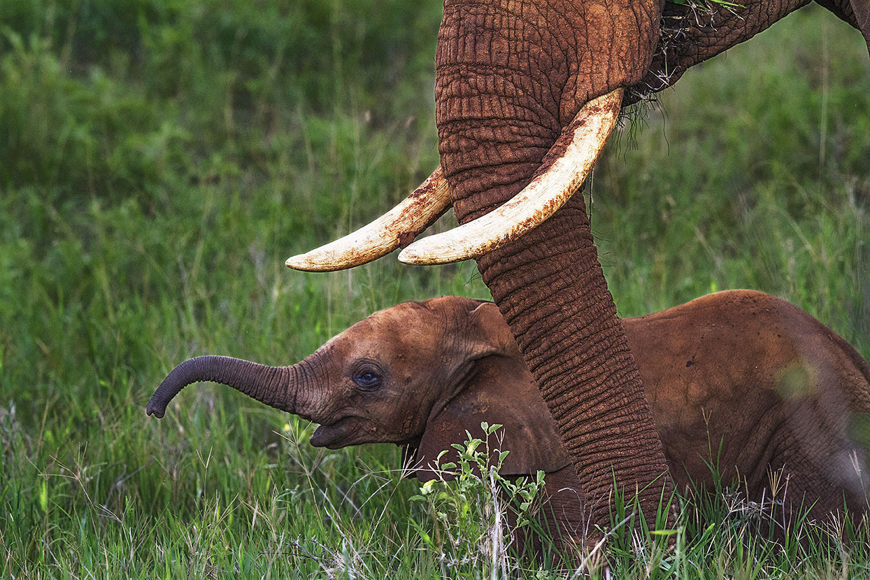 Reaching baby elephant protected by mother
