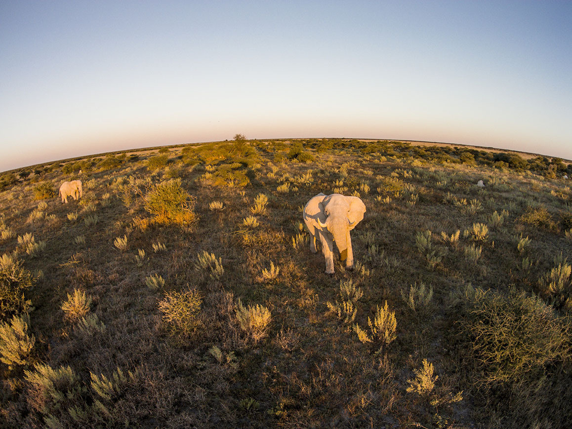 Aerial View of Elephant, Nxai Pan National Park, Botswana