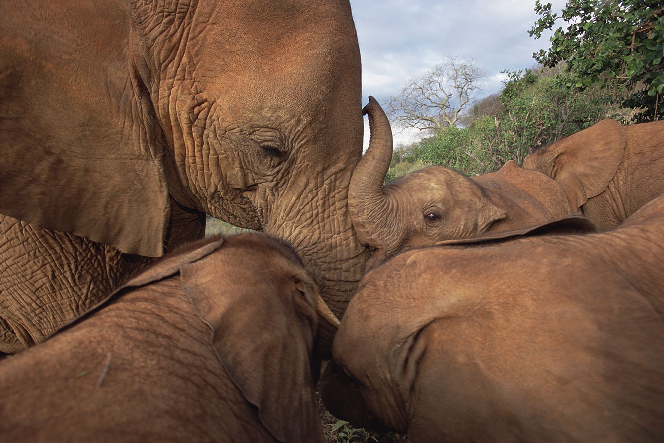 best elephants photographs  2