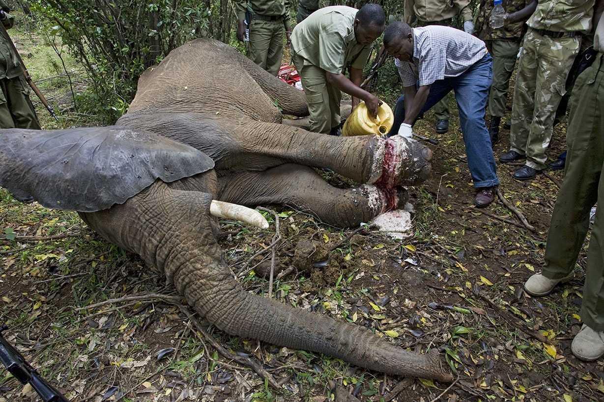 best elephants photographs  20